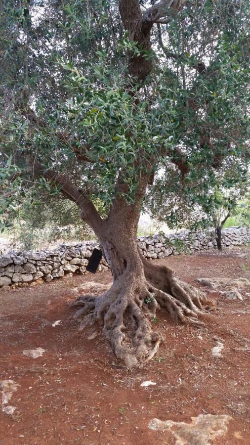 Dimora Il Fico D'India Villa Ostuni Exteriör bild